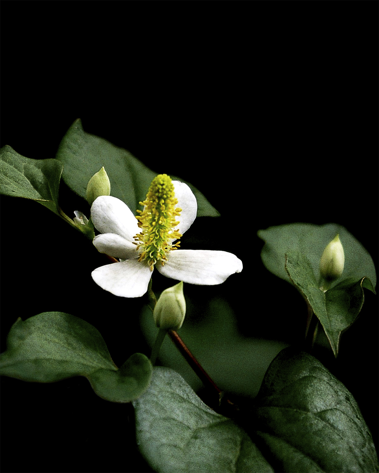 Photo of a single white flower with a yellow center and green leaves against a dark background.