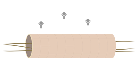 A diagram of a healthy, intact lymphatic capillary supported by TGF-beta, based on Synactif’s research, illustrating that this is the key to promoting skin purification and regeneration.