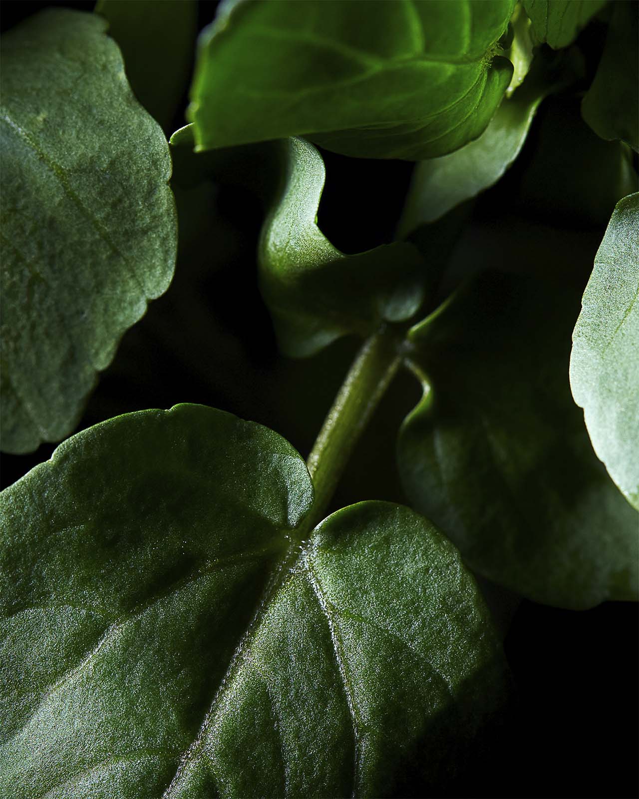 Photo of lush, deep green leaves in close-up against a dark background, highlighting the plant’s healthy and vibrant appearance.