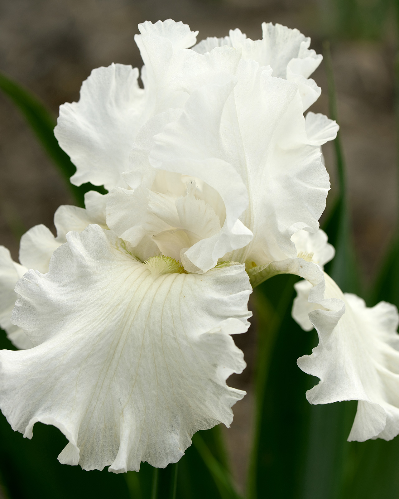 Photo of a close-up of a white Iris.